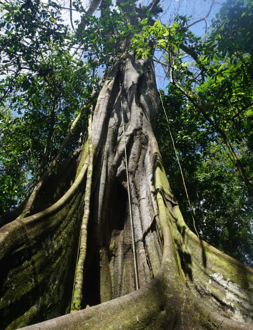 Árbol a