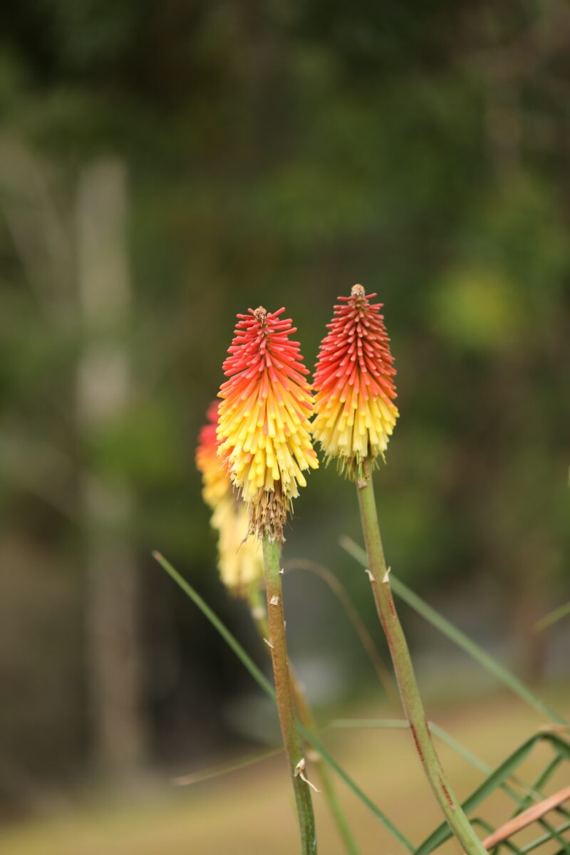 lor de colores naturaleza